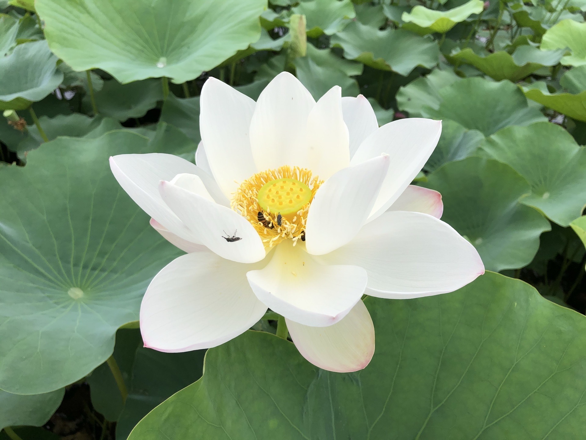 七彩花田