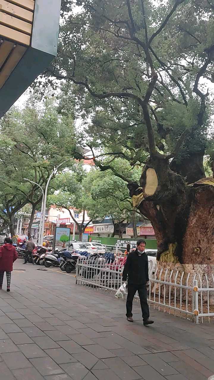 大街上的大树