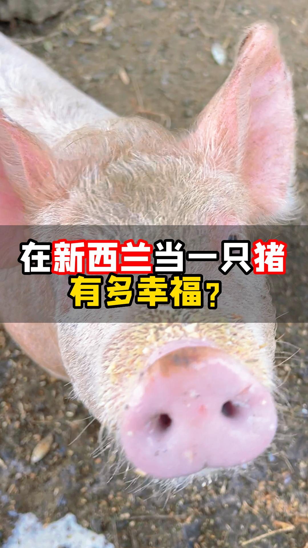 新西兰｜人不如猪☞潇洒摆烂 吃香喝辣