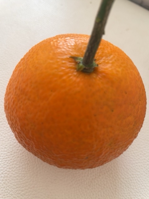 #特色美食 果冻橙 #美食寻味记