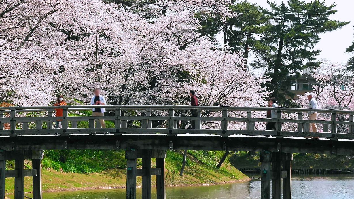 高田公园的美丽樱花