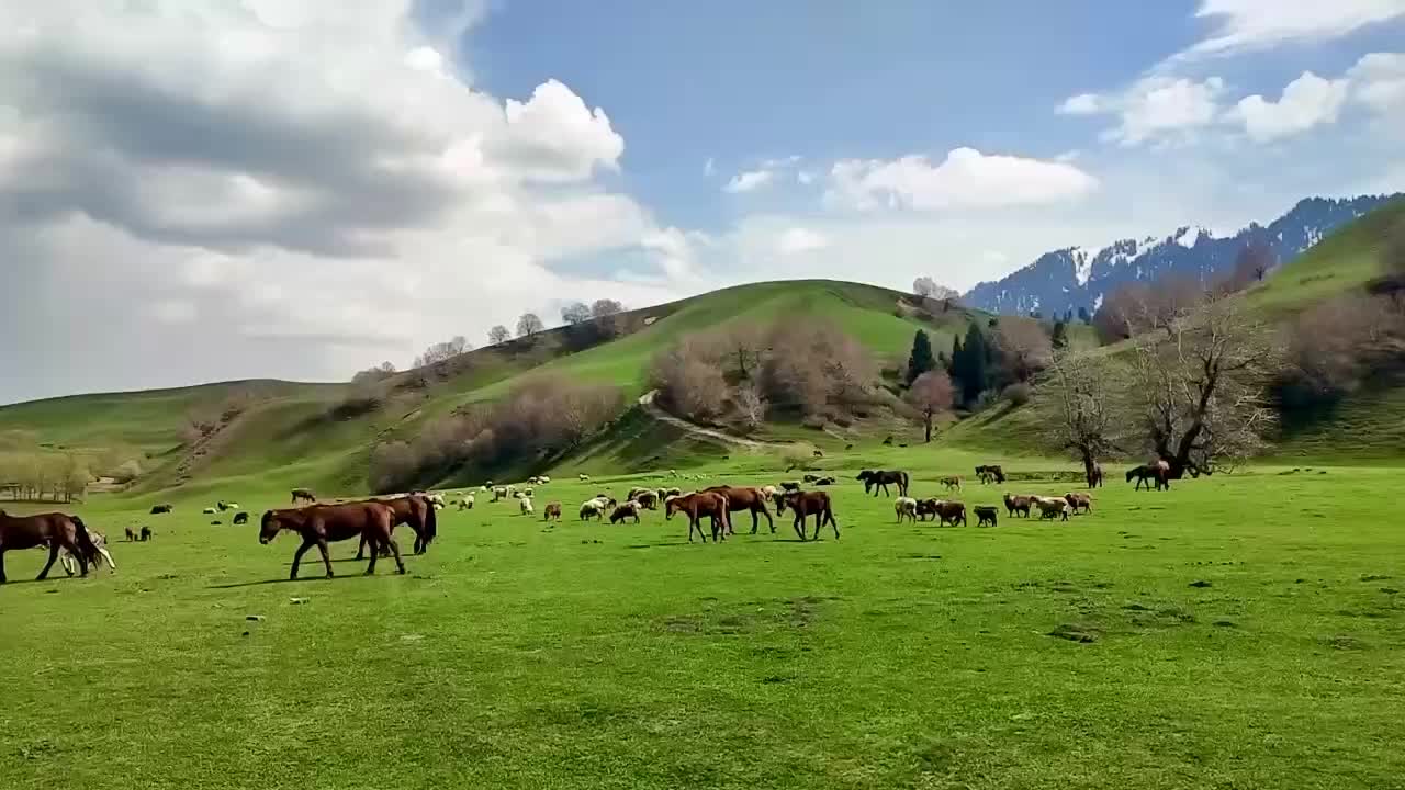 草原视频