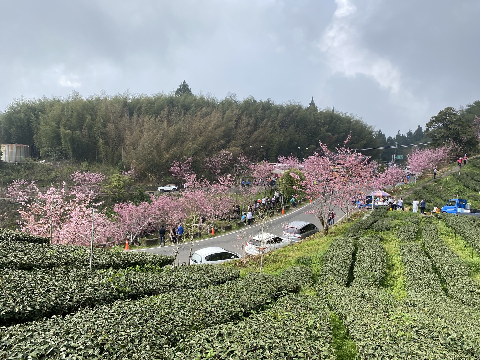 頂石槕遊客中心，櫻之道賞櫻，人多，花也漂亮