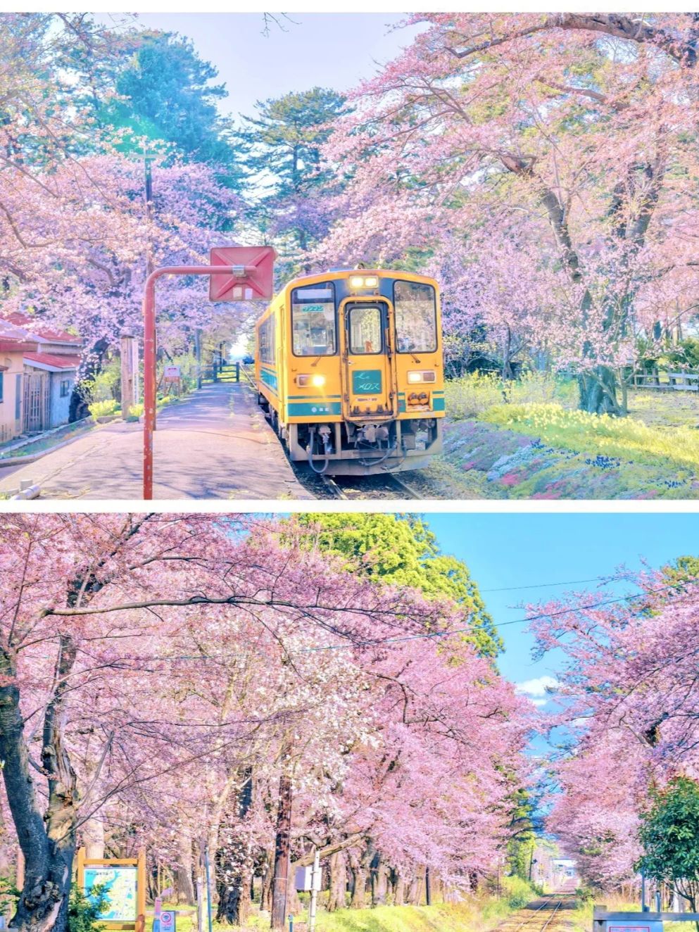 日本追樱|你一定没听过的8个小众赏樱秘境