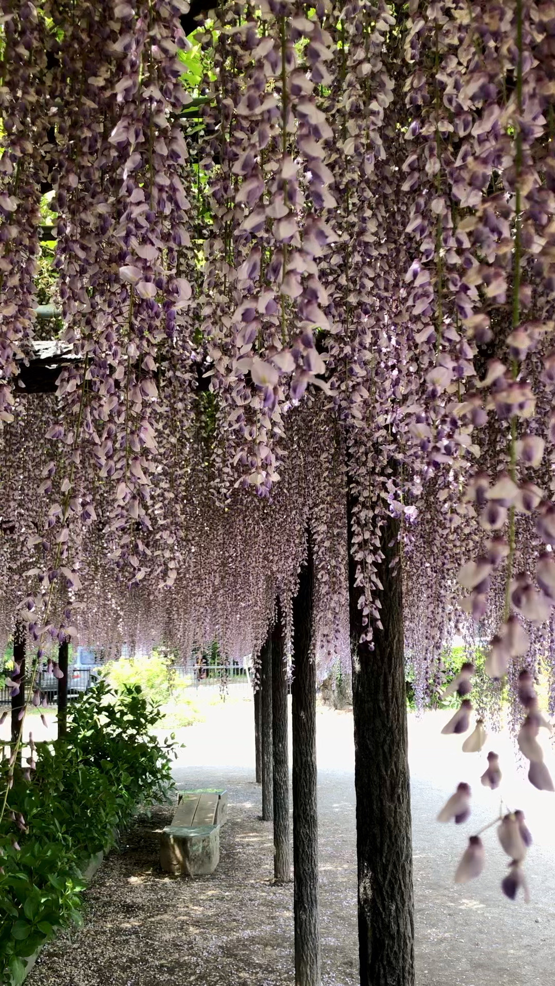 四百年的大紫藤