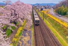 白石川堤一目千本桜景点图片