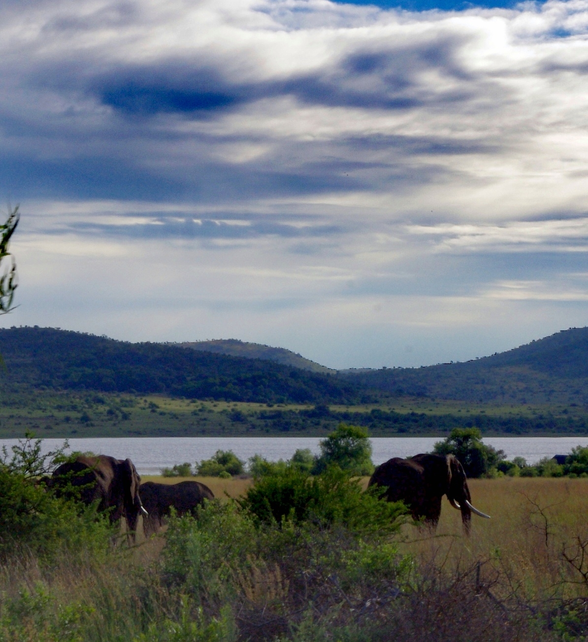 玩转南非# 比林斯堡动物保护区