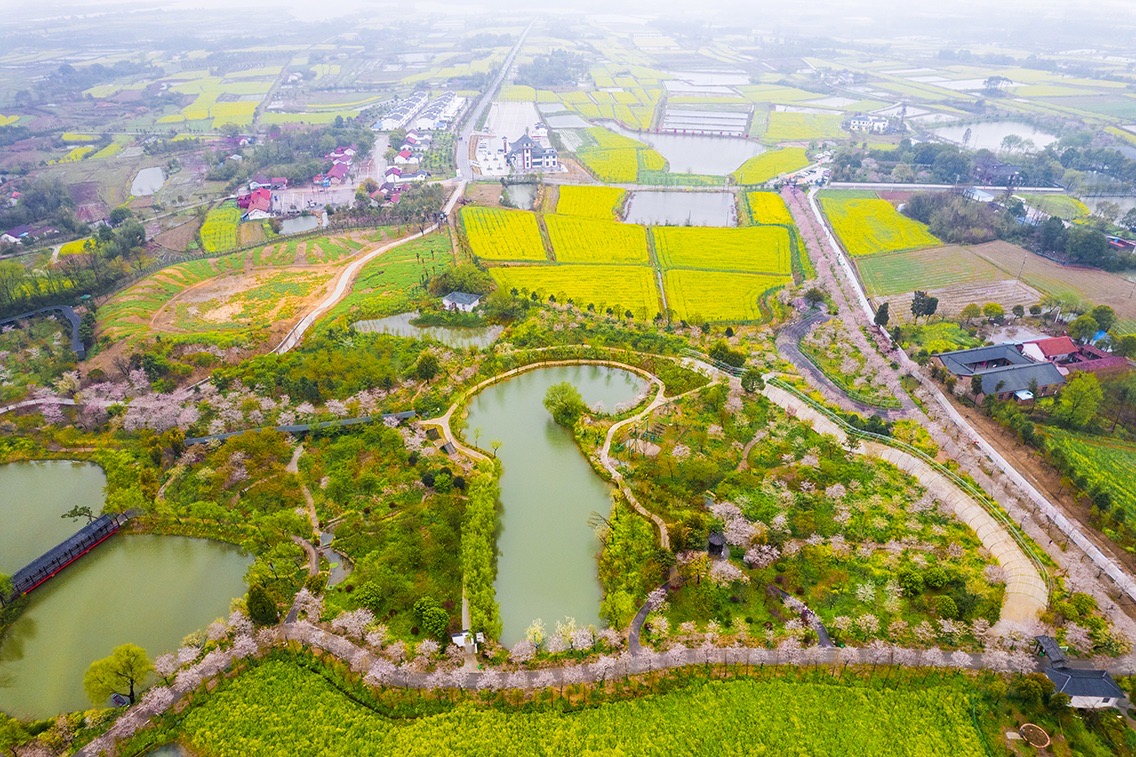 【富美荆门开启赏花之旅】沙洋油菜花海、樱