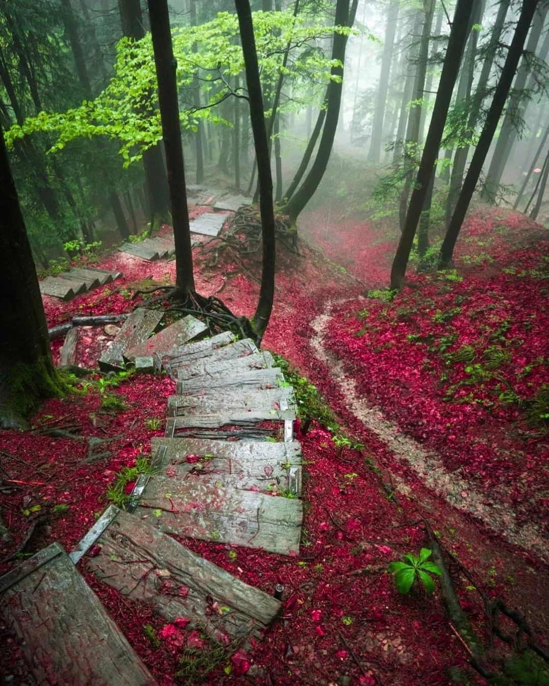 瑞士最美小众森林，你想和谁一起去？