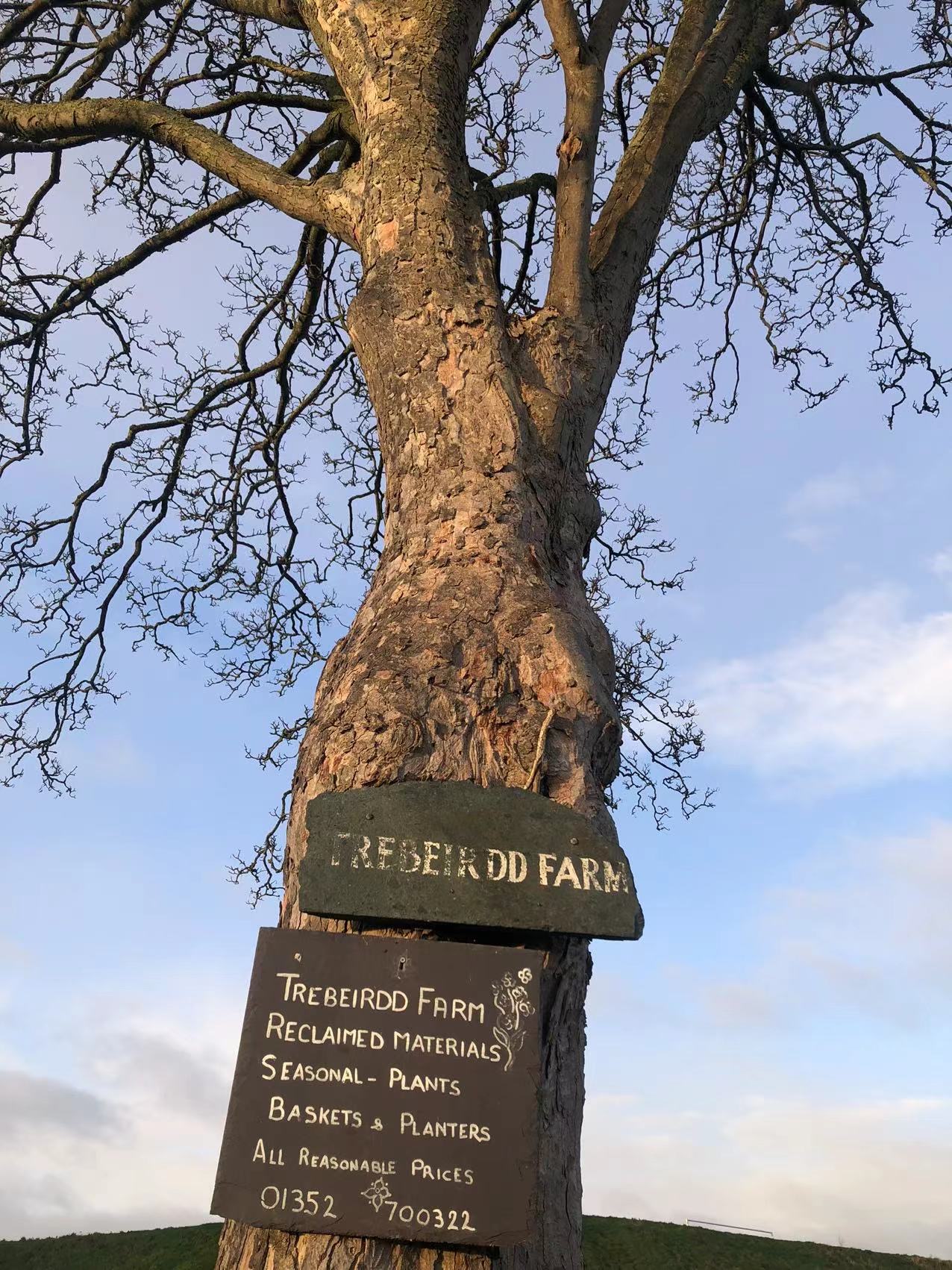 切斯特位于英国的西北部，大曼彻斯特和利物浦中间的位置，看到第一张照片中的树，让我想起了电影🎬飘中美国