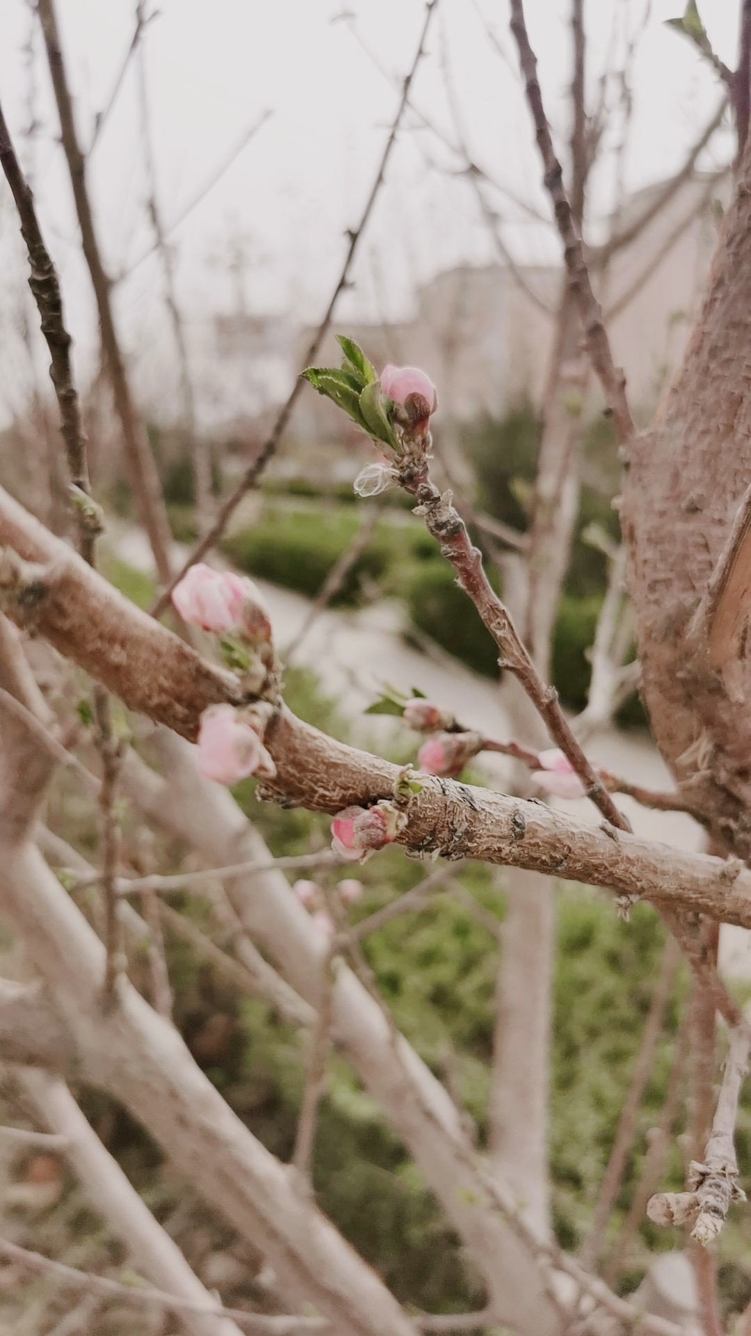 昆玉·新疆 初春的小花苞