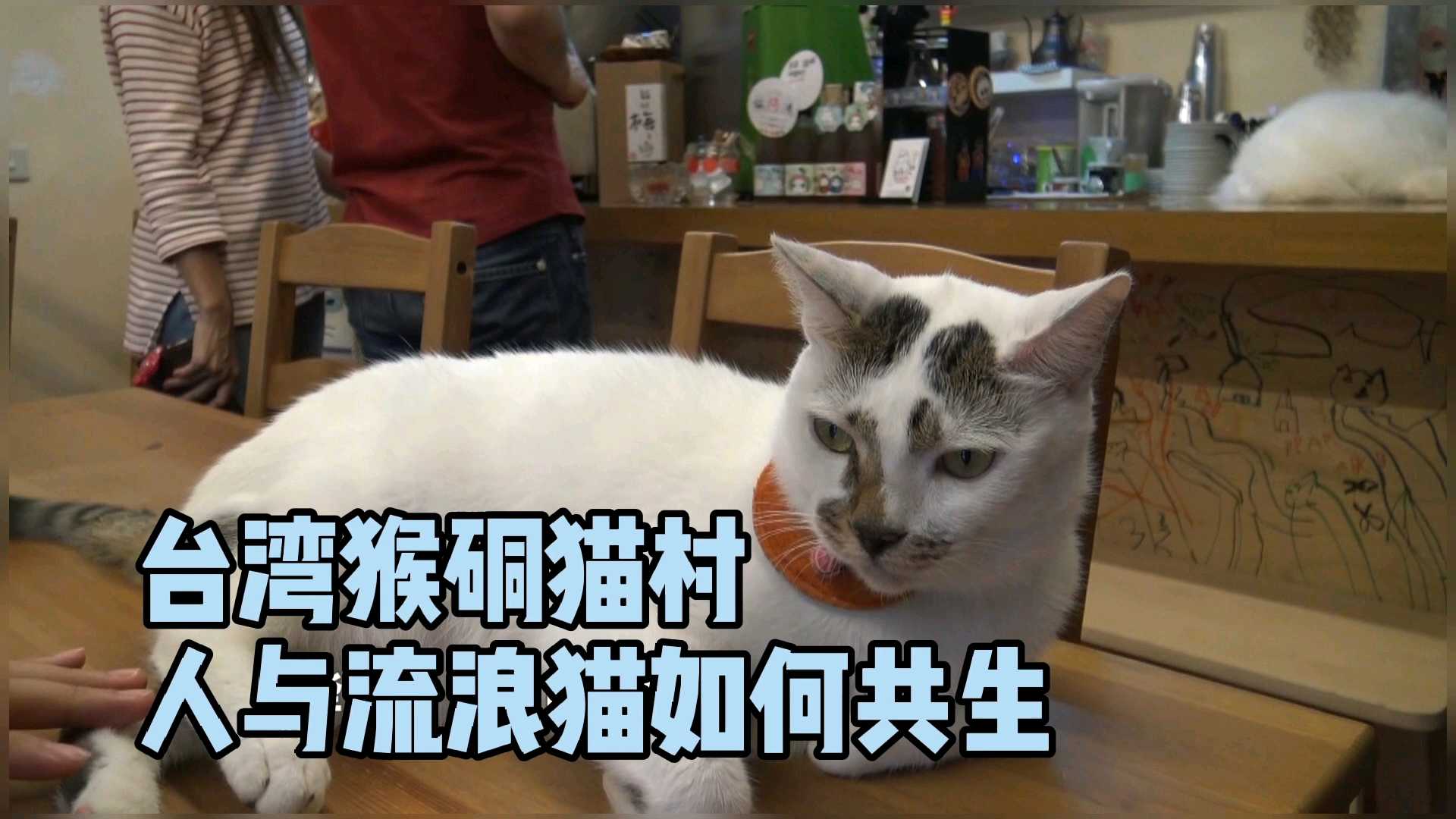 云游台湾猴硐猫村，人和流浪猫如何共存？