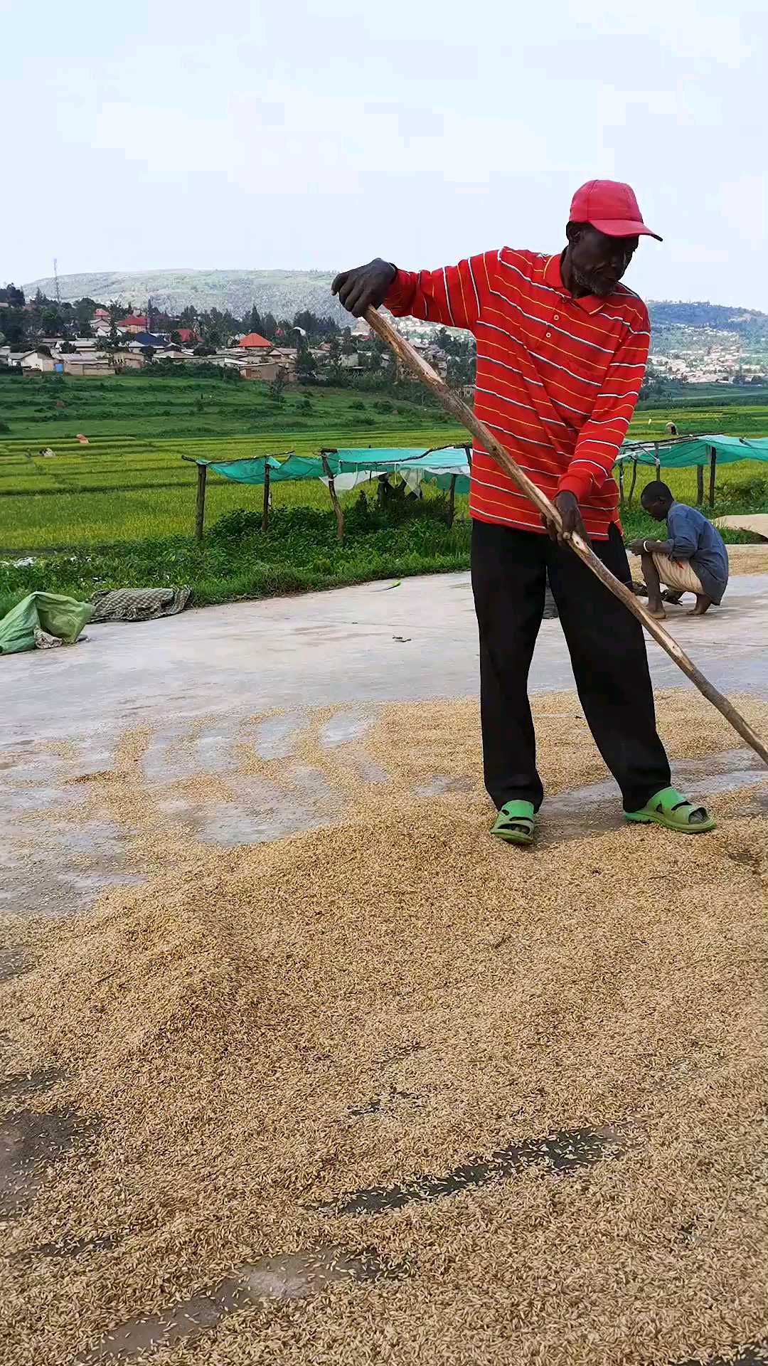 专家教非洲朋友种植水稻，改善生活