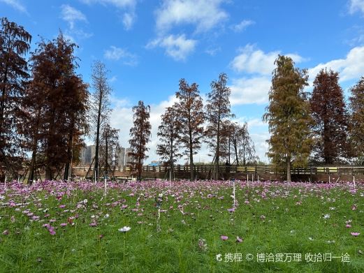 灯都生态湿地公园