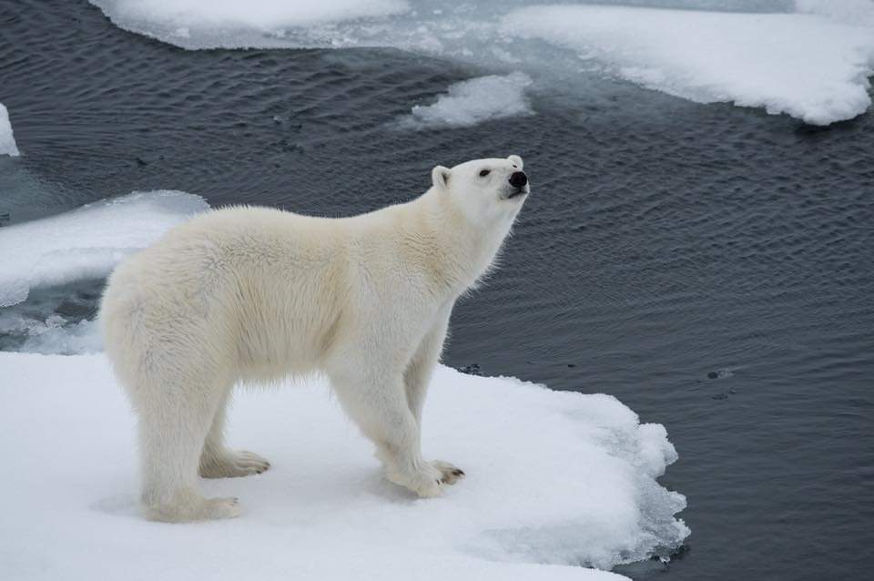 北极圈丨国际北极熊日