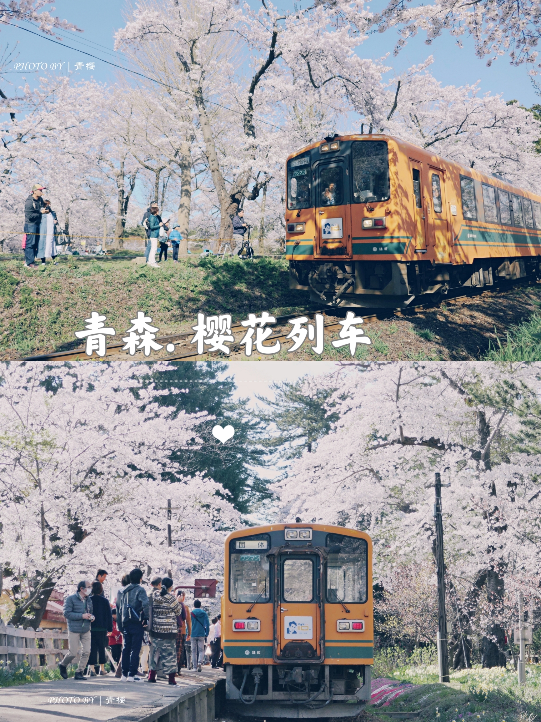 青森 | 樱花盛开的季节，乘上开往春天的列车