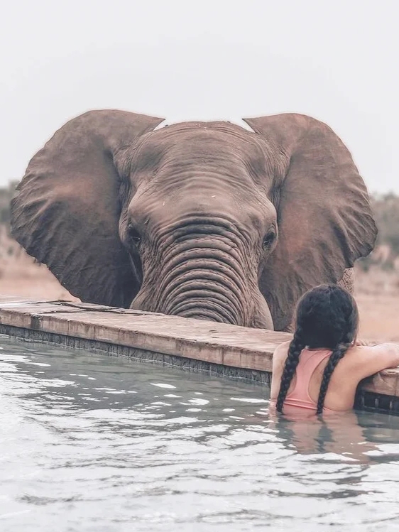 带孩子跟大象-起玩水，这家南非野奢酒店好好玩