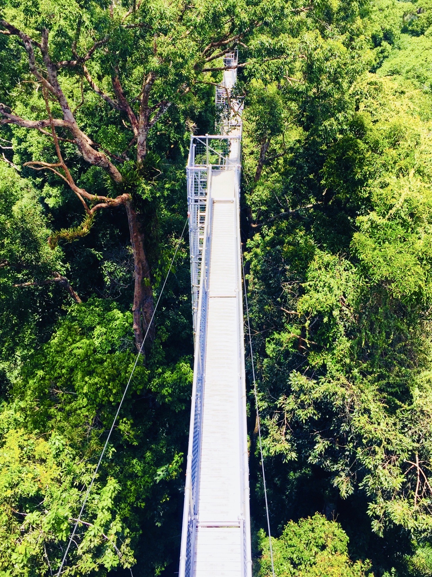 手脚并用的爬上60米高的吊桥，吊桥像三尺白练悬挂的空中。站在顶点处眺望，热带雨林，就在眼前，这是淡布