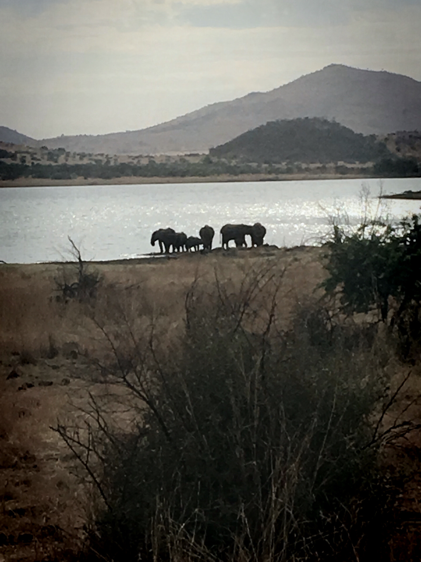 夕阳下，在湖边团聚的大象一家。