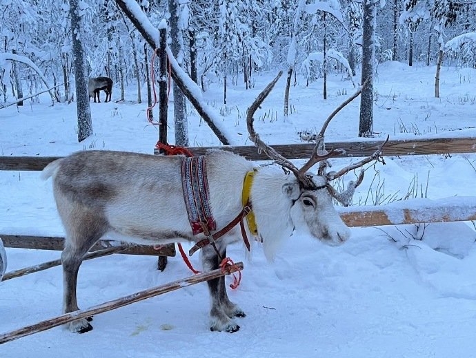 🇫🇮北欧的童话冰雪天地好喜欢