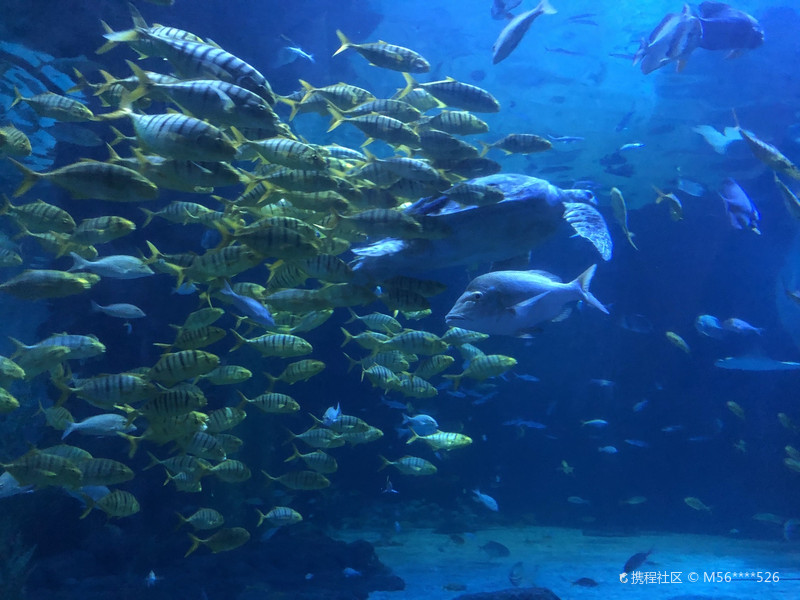 杭州极地海洋馆，太适合带着小朋友去长见识了