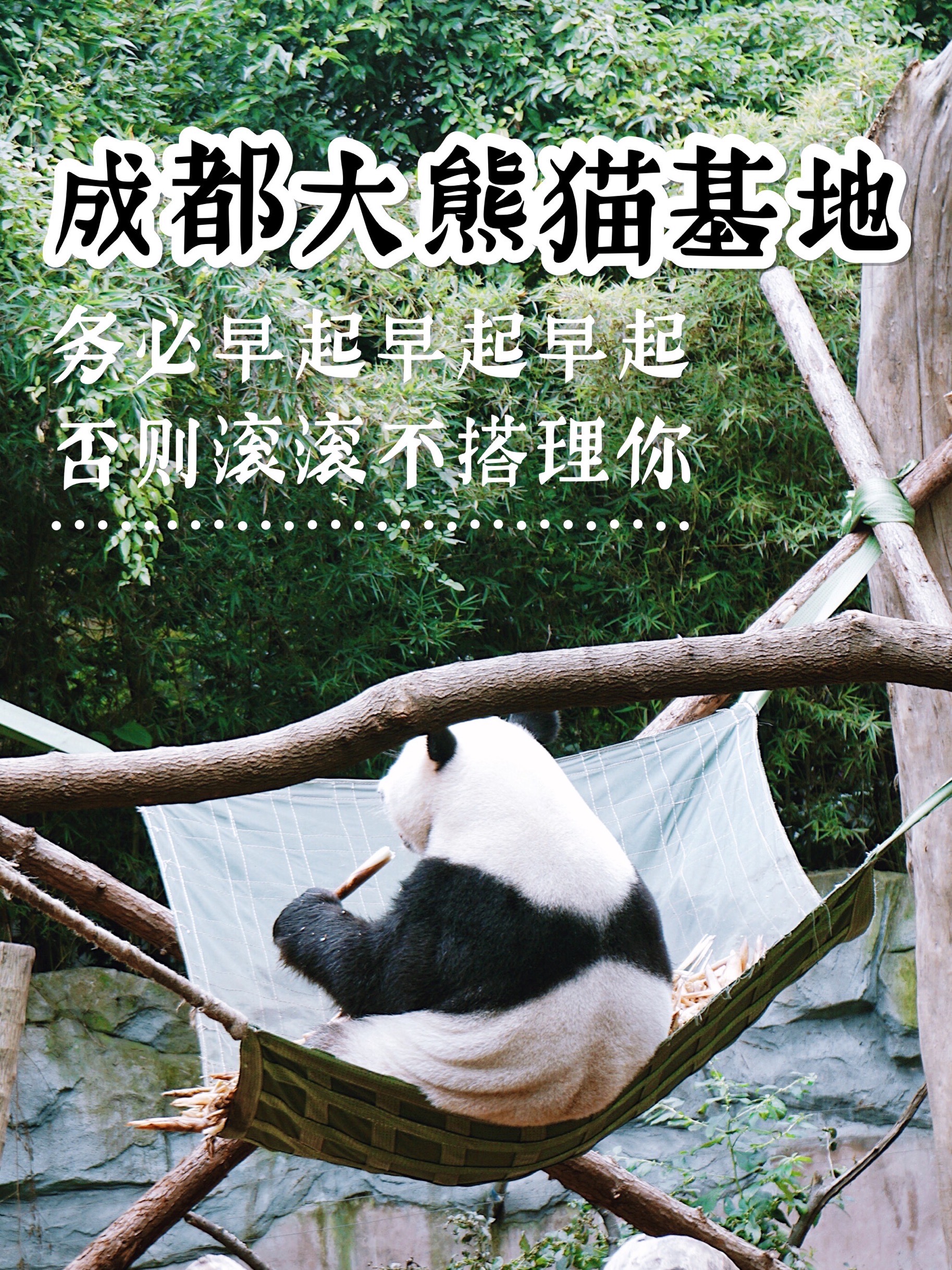 不早起，熊猫都懒得搭理你之攻略