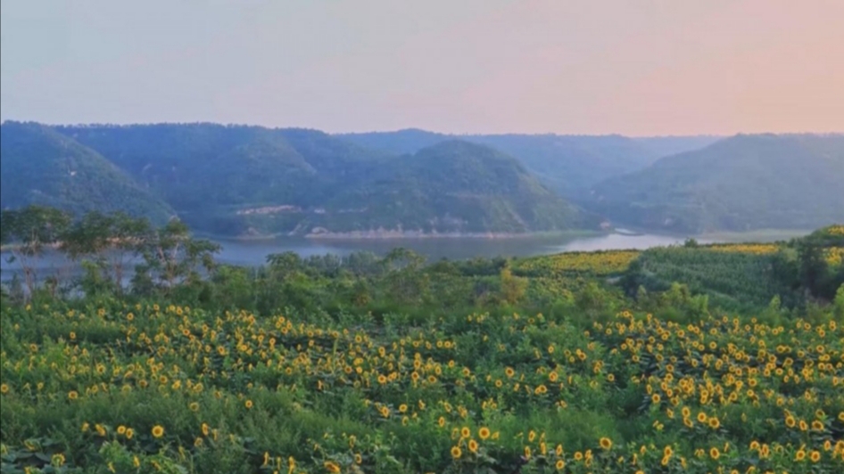 这两天，白水县林皋湖景区的百亩油葵花竞相绽放，放眼望去犹如一片金色海洋，金灿灿的花瓣随风摇曳，与林皋