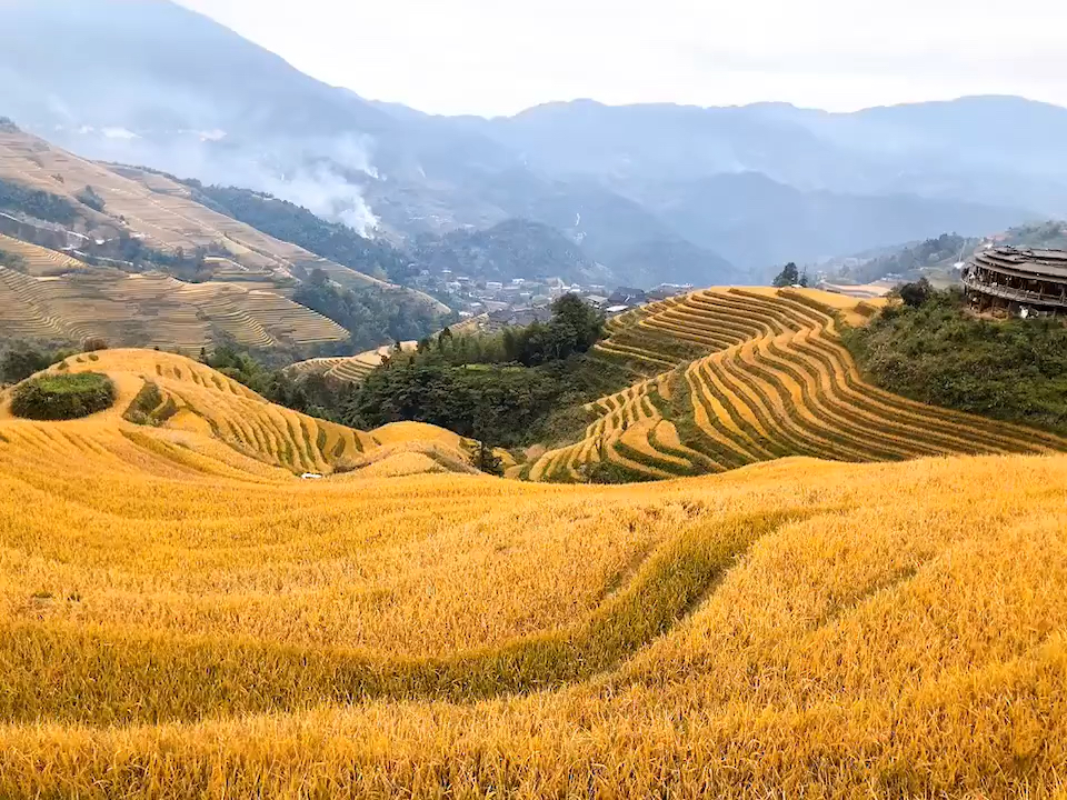 桂林旅行|龙脊梯田稻黄结束了，阳朔的开始了 遇山乡舍旁的遇龙水韵稻谷黄了