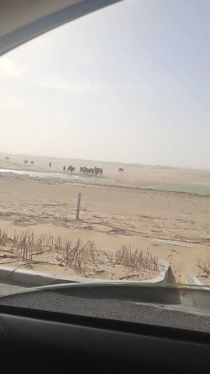 鄂尔多斯库布齐沙漠偶遇一队骆驼