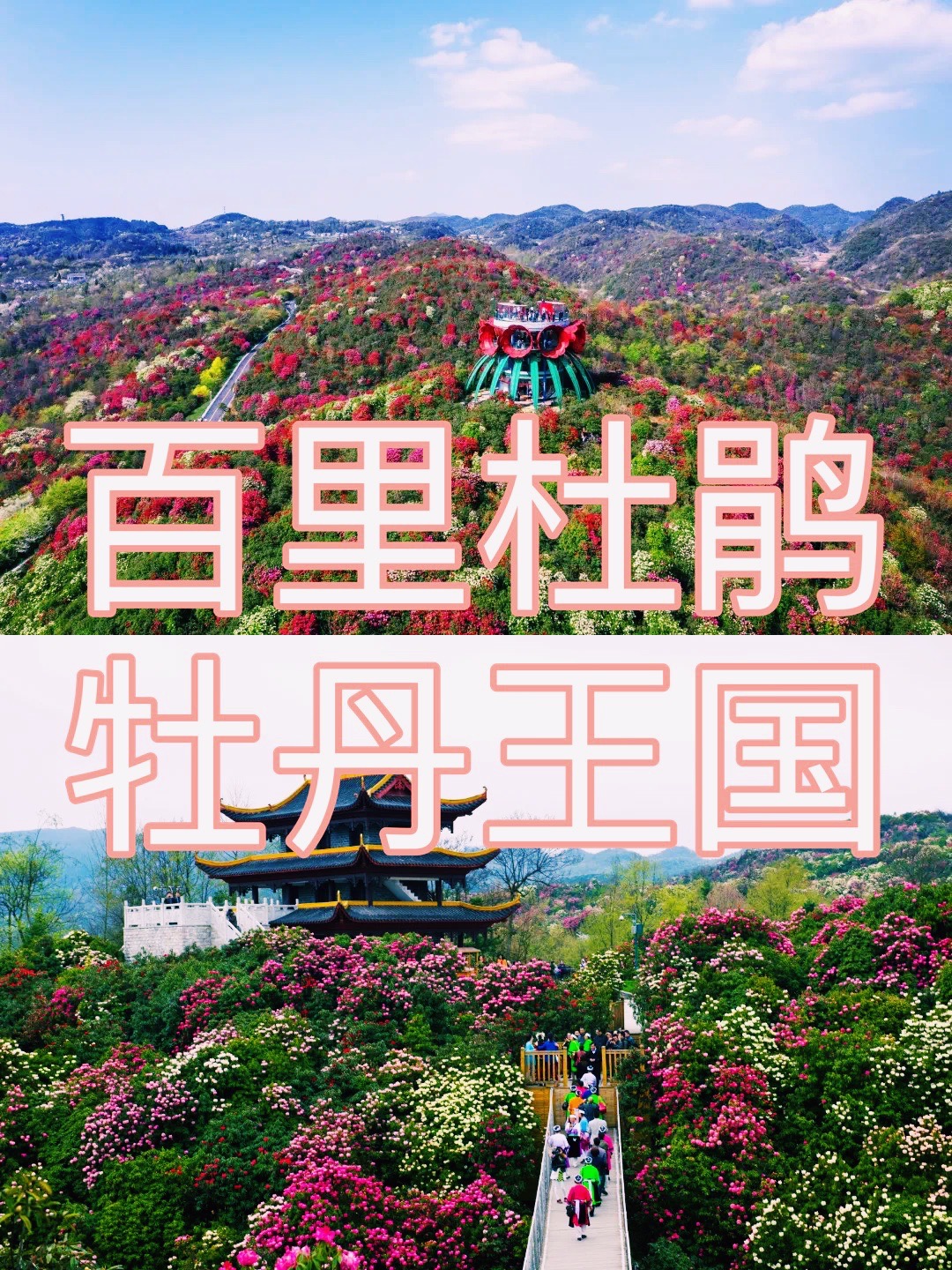 景区全攻略｜带你畅游“天然花海百里杜鹃