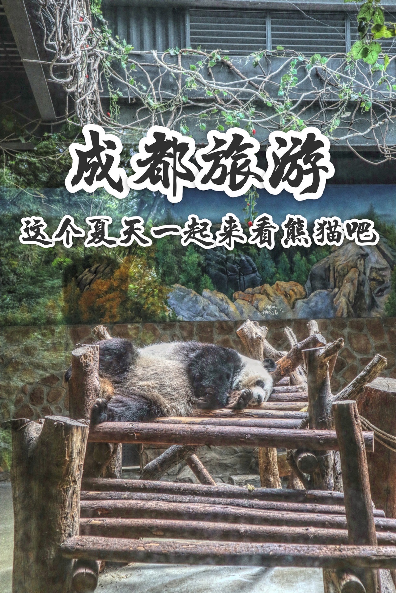 成都旅游｜🐼这个夏天来看大熊猫啦 🐼景区介绍 ✅期待许久，终于在这个夏天有机会去看大熊猫啦。💕 成都
