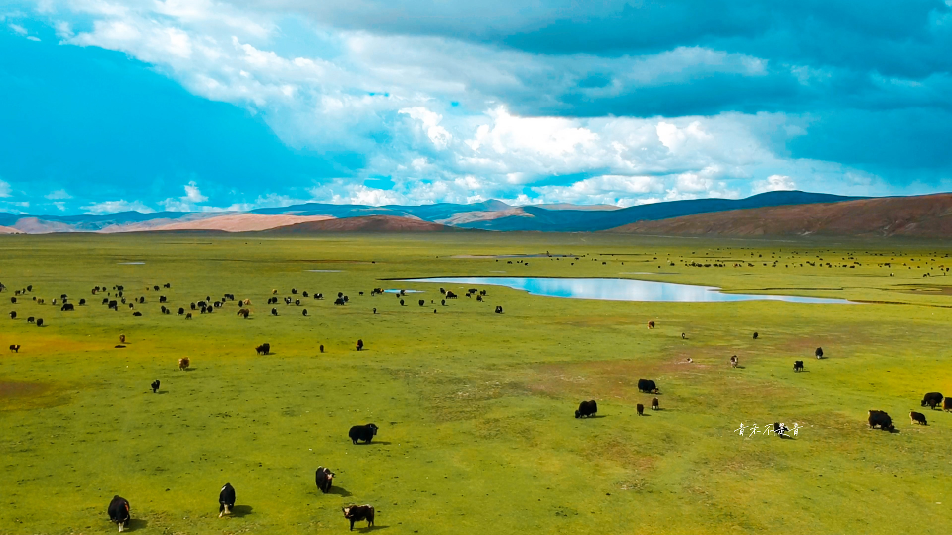西藏山南|在海拔四千多米的草原上赶牦牛
