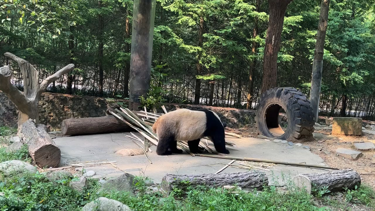 看大熊猫