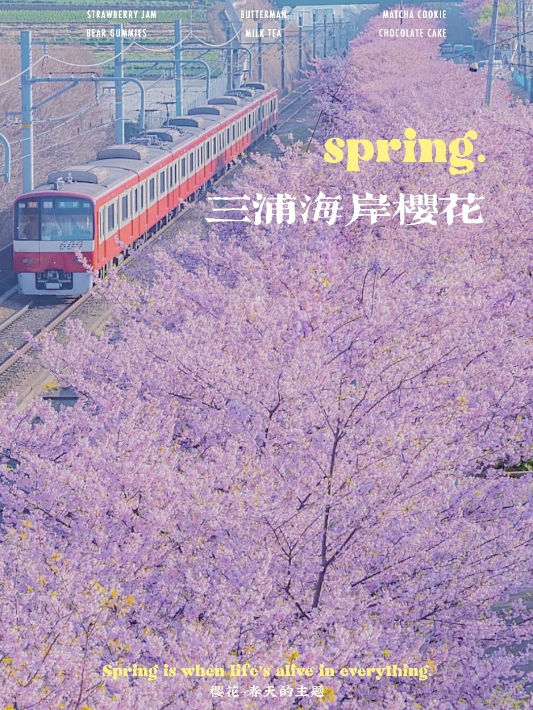 东京近郊。三浦海岸樱花·铁道·油菜花美景