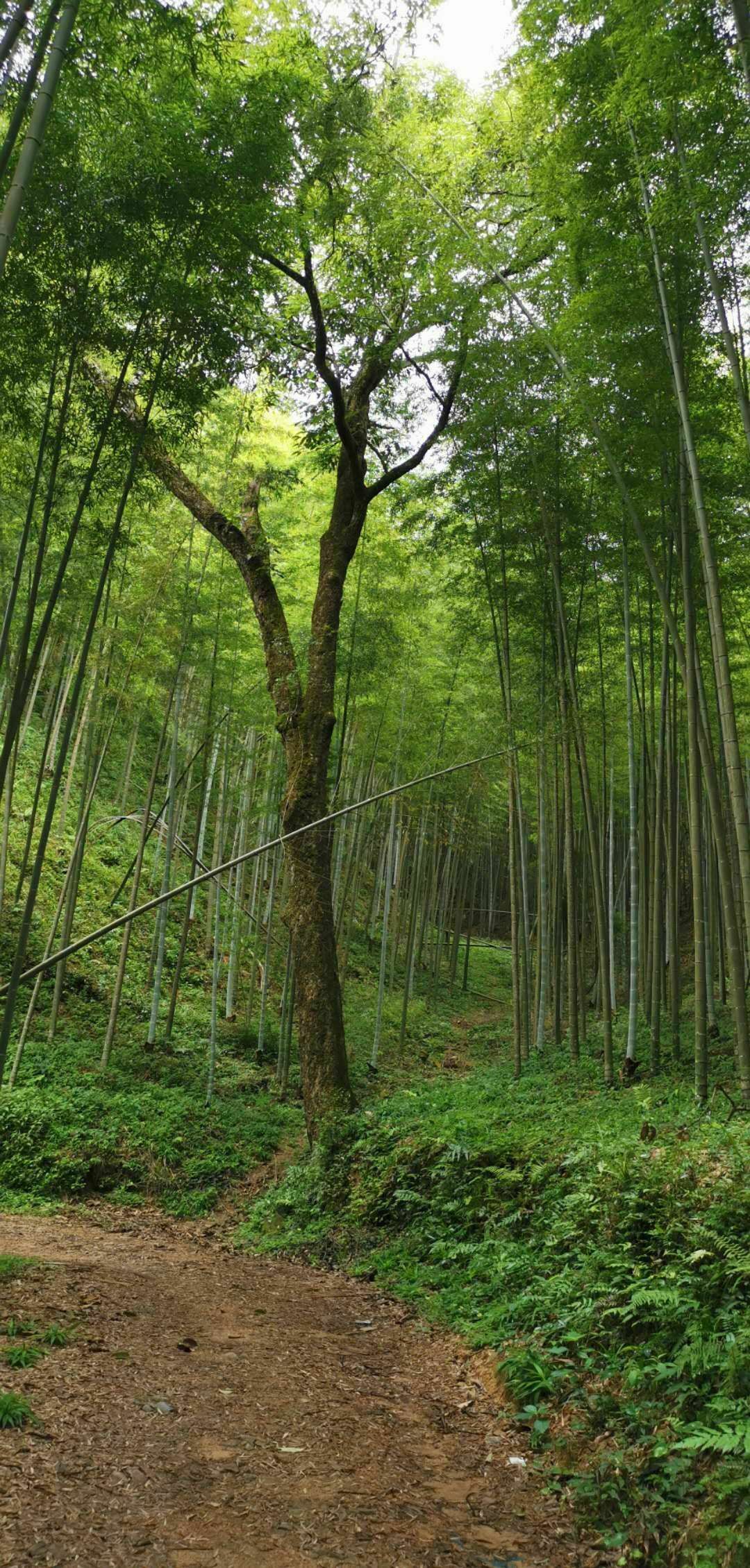 丈漈村
