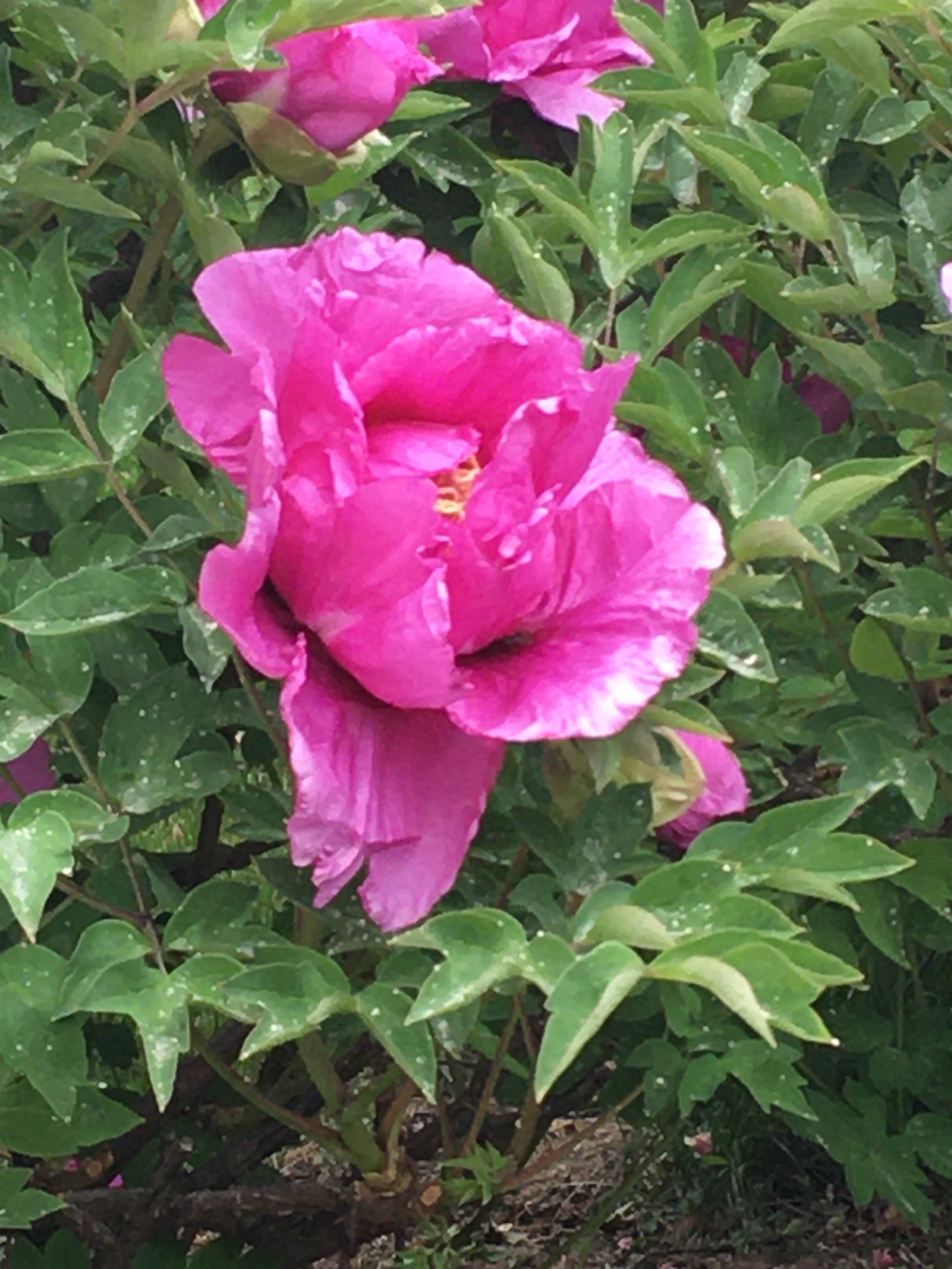 文化公园的牡丹花盛开了，好一片姹紫嫣红，富贵大气国色天香的牡丹花让人流连忘返！