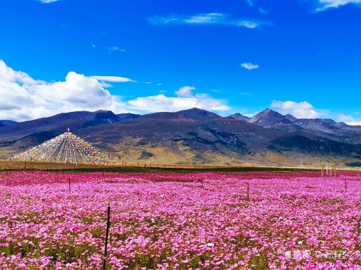 格桑花海