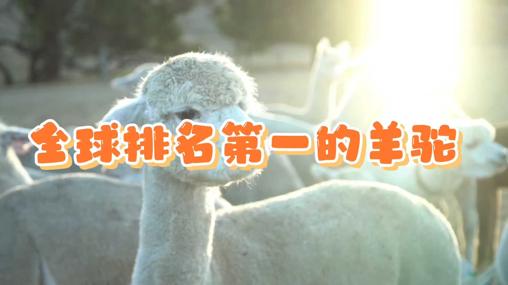 世界排名第一的羊驼