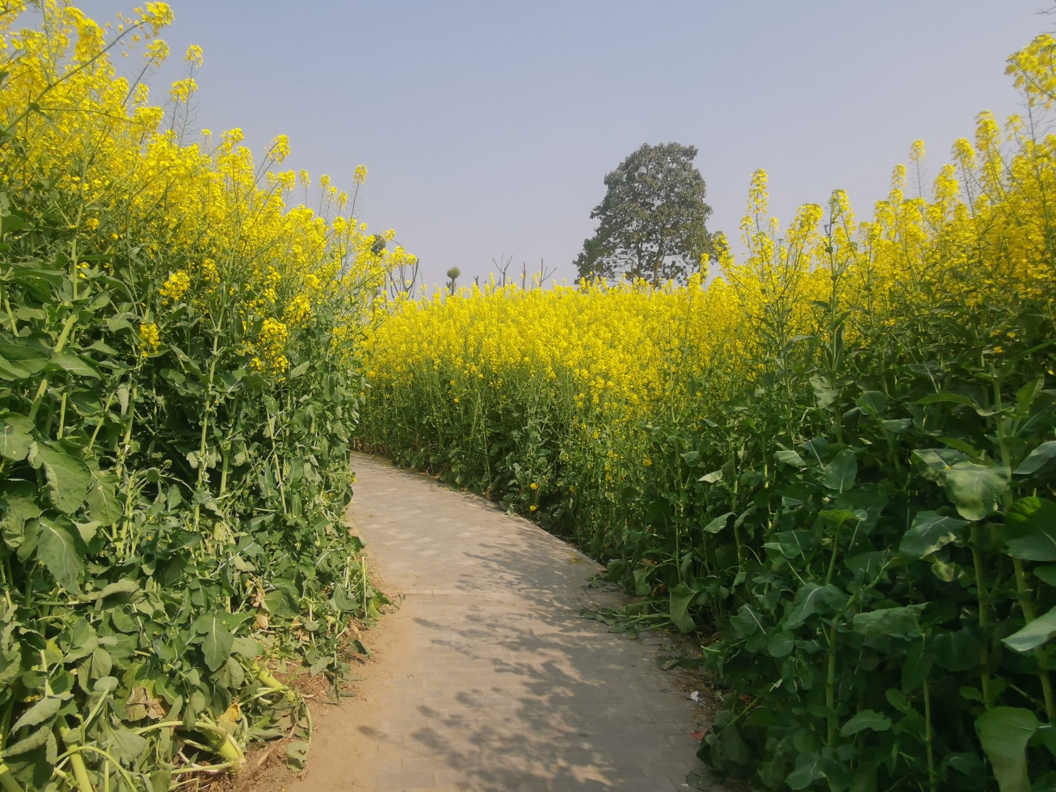 水上菜花：美不胜收