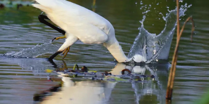 龍棲地濕地公園