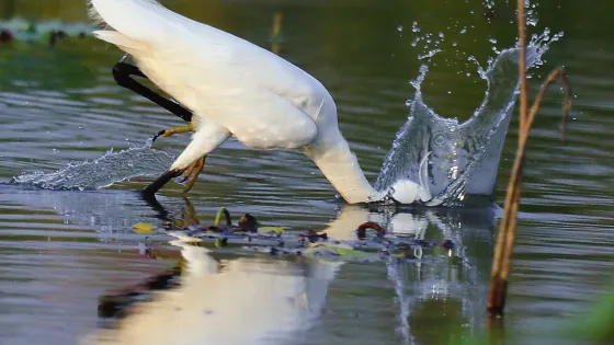龍棲地濕地公園