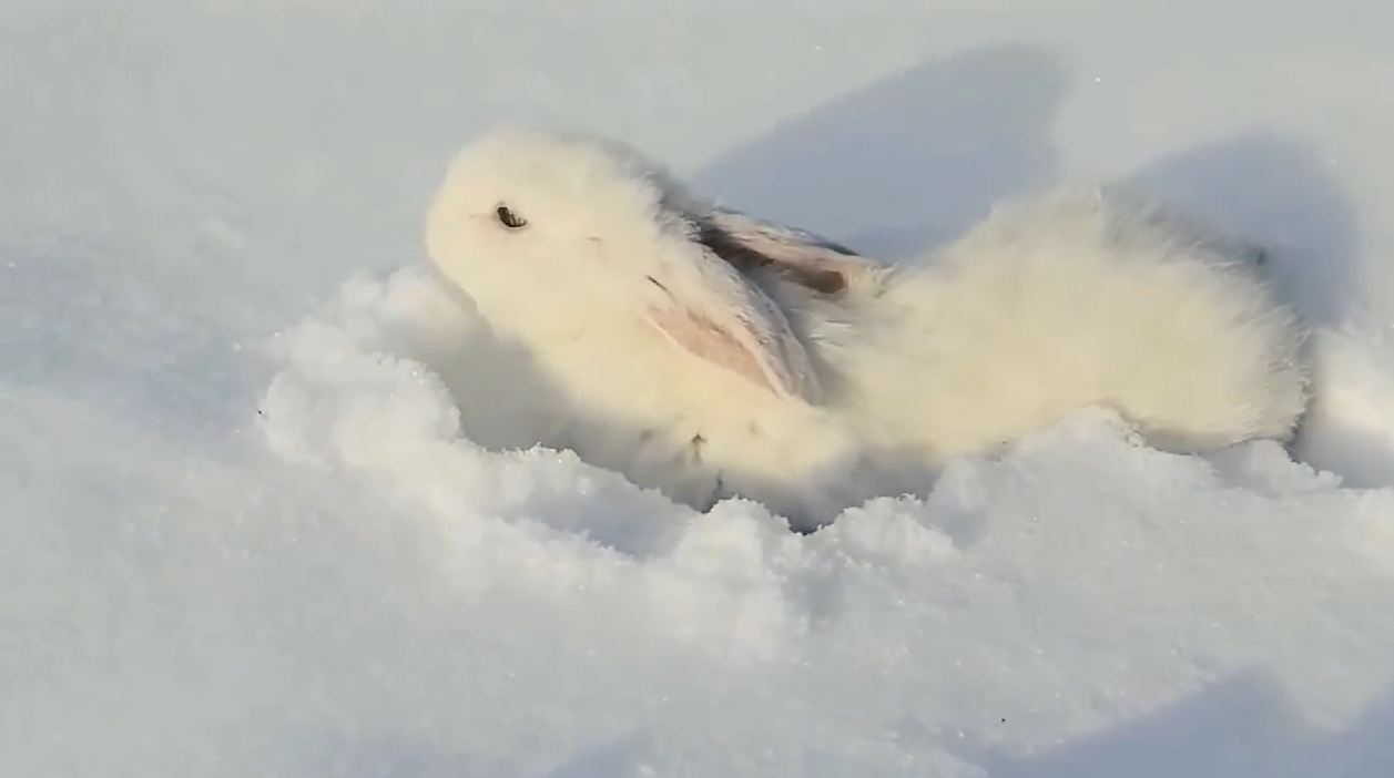 冬天兔子在雪地上挖坑干嘛呢