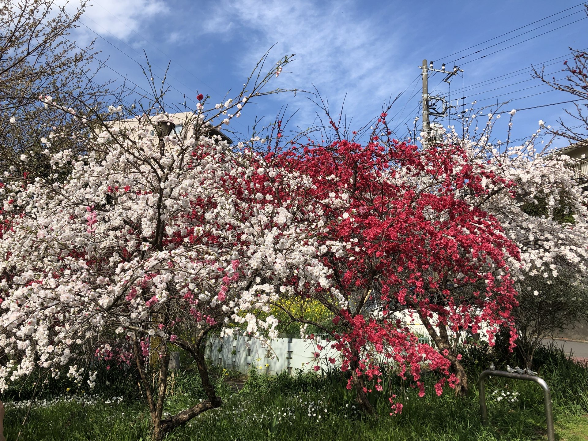 樱花盛开 享受春天活泼生机 大自然的秘密带来无限遐想 走进花的季节 每一天都是精彩 #发现旅途的色彩