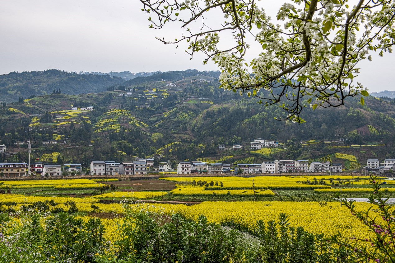 赏花攻略|湖北这些油菜花胜景藏不住了！