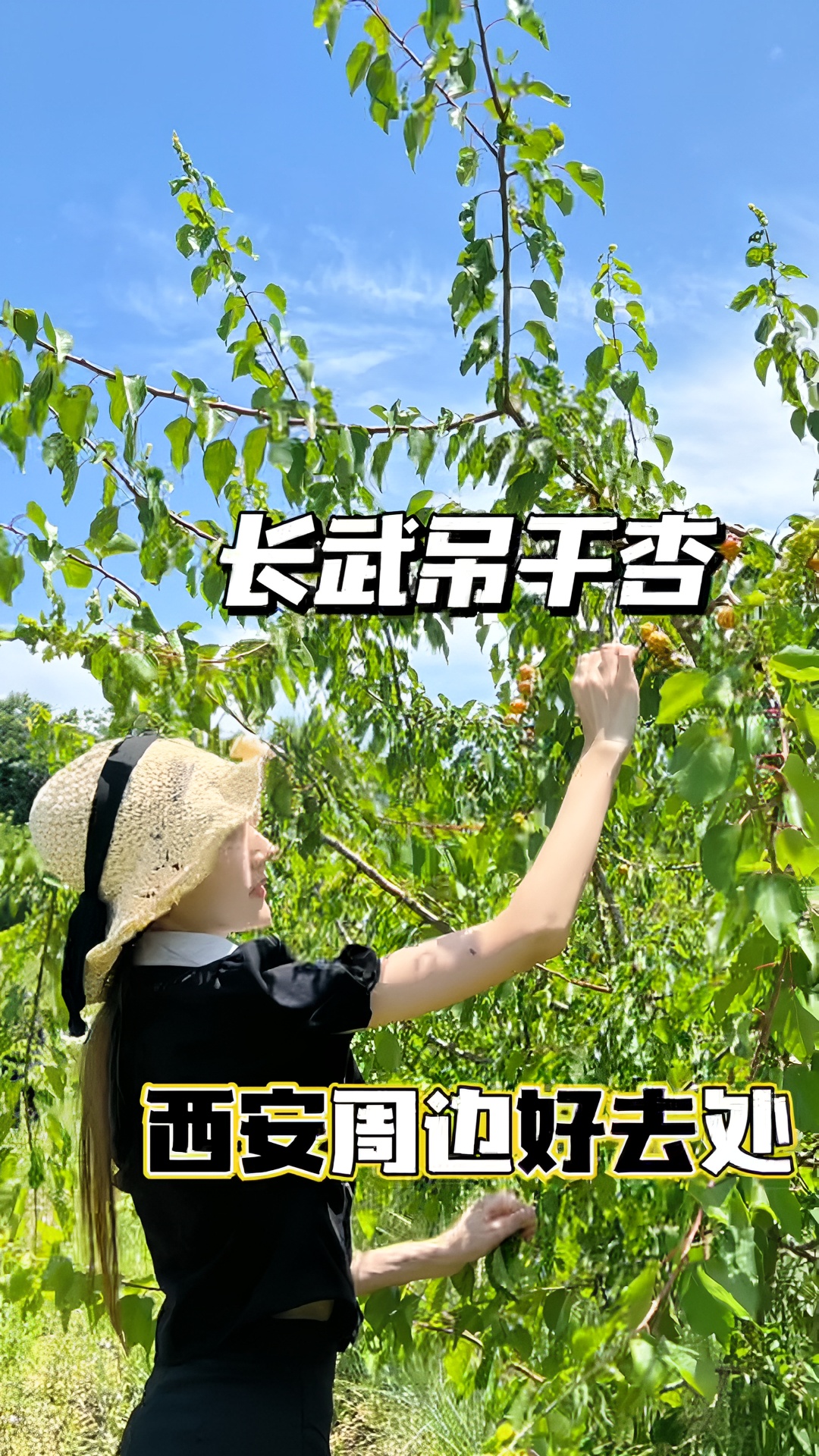这个夏天怎么能少的了长武的吊干杏呢？