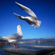 溪麓湖畔在滇池边