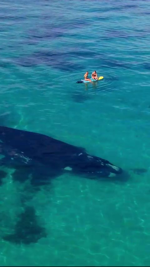 惊叹画面！巨大的南露脊鲸从游客身边游过