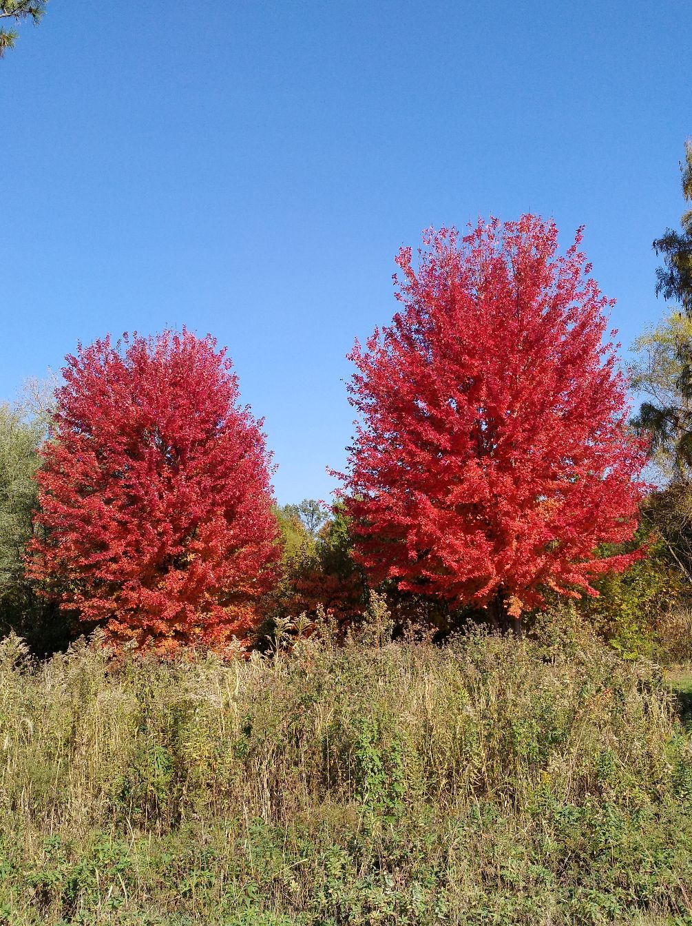 红色，也是金色秋天的重要色彩
