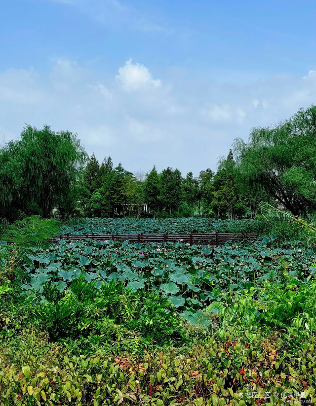 初秋上海|海天湖公园,荷塘秋意初现