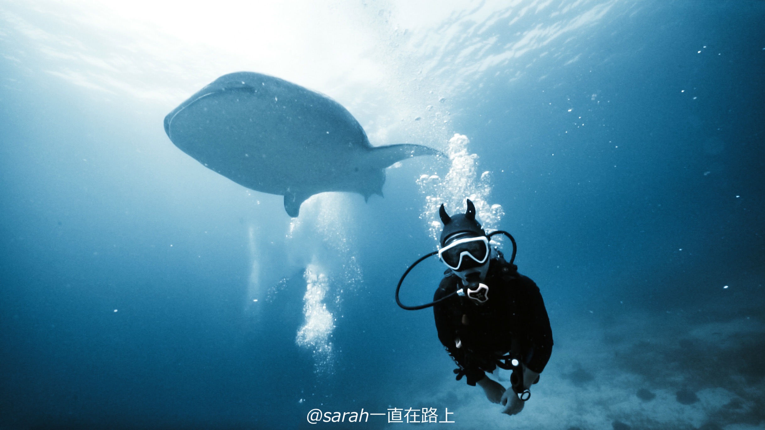 菲律宾潜水VLOG | 与鲸鲨同游